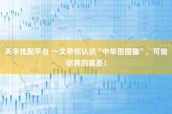 天宇优配平台 一文带你认识“中华田园猫”,可能你养的就是!